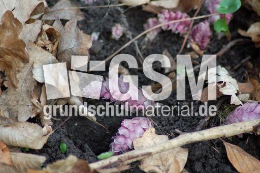 Gewöhnliche Schuppenwurz 04.JPG